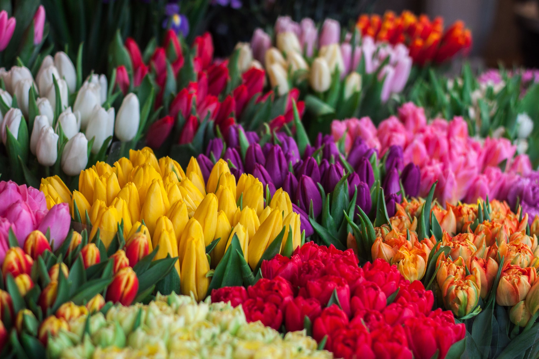 Springtime Flowers in Melbourne: Our Top Picks