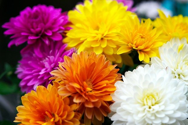 How To Choose The Best Flowers For Your Home?